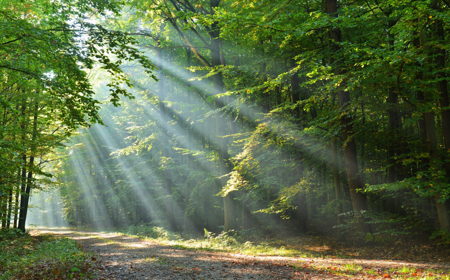 CARTE CADEAU CHASSE AUX TRÉSORS : Origin, les 4 éléments